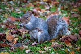 秋天野生小松鼠图片